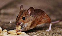 24 Hour & Emergency Exterminators in Palestine, TX